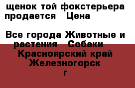 щенок той-фокстерьера продается › Цена ­ 25 000 - Все города Животные и растения » Собаки   . Красноярский край,Железногорск г.